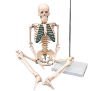 نموذج هيكل عظمي بشري بطول 85 سم للتشريح والدراسة العلمية